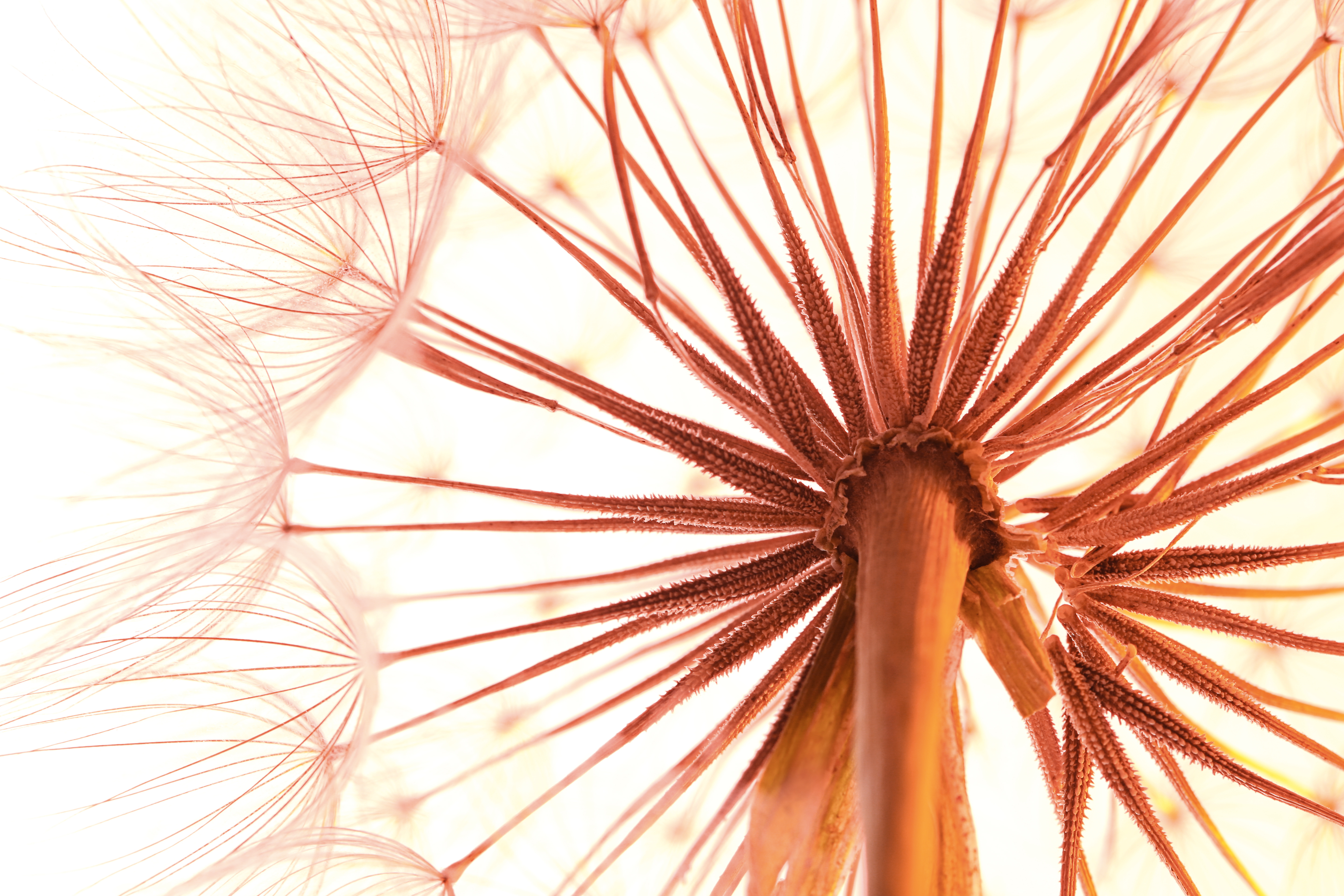 Orange Flower